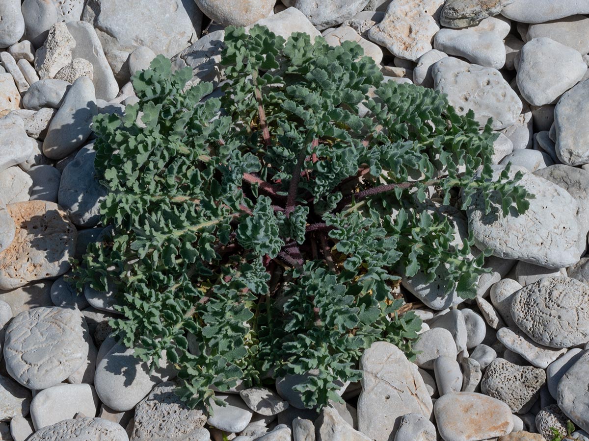 Rosette